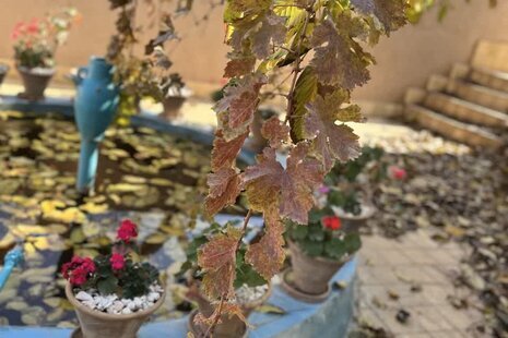 واحد تکخواب توت سفید در بومگردی برزک