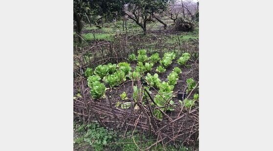 ویلا باغ زمزمه آب عمو نصی