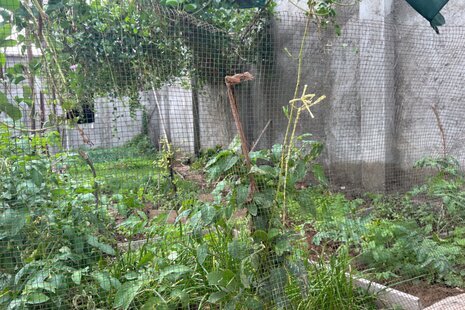 ویلا مبله تکخواب باغ ویلا دفاری در قشم