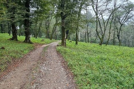 کلبه جنگلی تکخواب لفور در شیرگاه