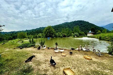 کلبه چوبی در طبیعت بکر لفور