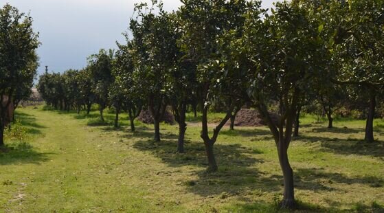 ویلا باغ زمزمه آب عمو نصی