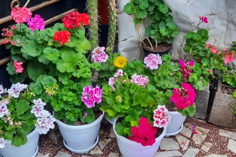 آپارتمان تکخواب تی تی در رشت