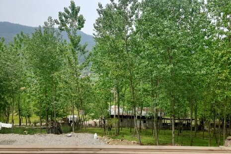 کلبه چوبی تکخواب محمد در ماسال