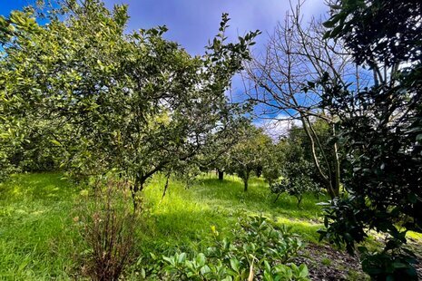 ویلا مبله تکخواب در رامسر