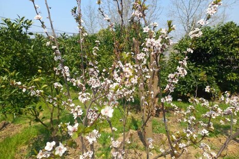 سوئیت سنتی 38 متری در ماسال