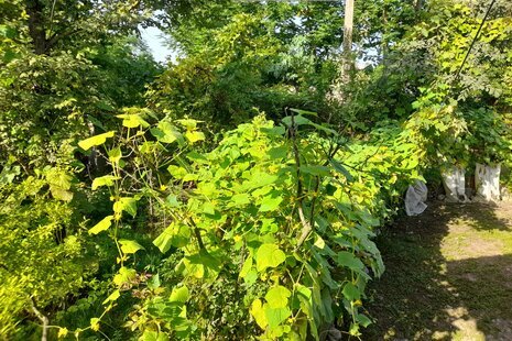 ویلا تک خواب در ماسال