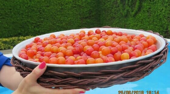 سوییت در ویلا باغ ژرفای خیال