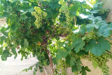 سوئیت ییلاق در شهر صدرا