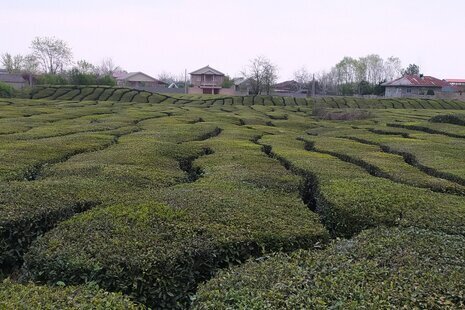 ویلا دوخواب ماسو  در فومن