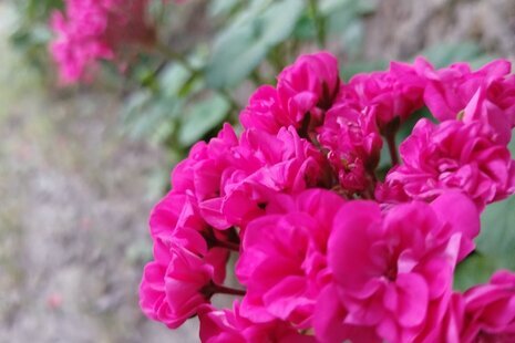 واحد تکخواب در طبقه همکف ویلا آوا در گرگان