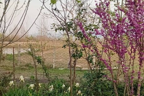 ویلا تکخواب میرزا در رشت