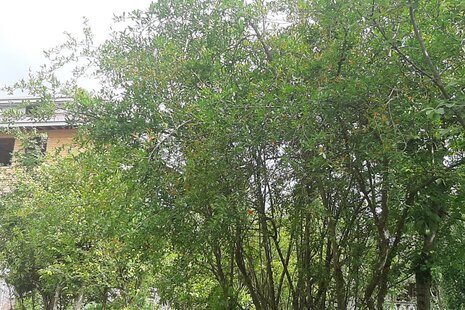 واحد مبله دو خواب پارسا در اقامتگاه بومگردی  ماسال