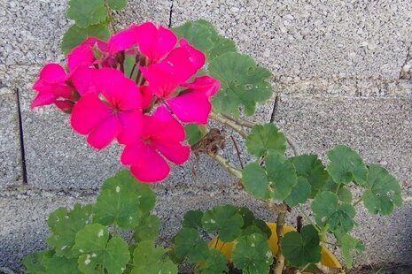 ویلا تکخواب گیل مرد در رشت