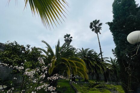 ویلا باغ تک خواب نارنج در زیبا کنار