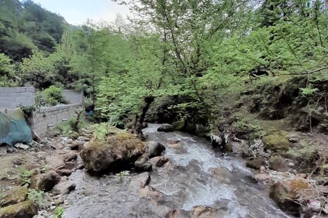ویلا مبله تک خواب جنگلی طلایی در فومن