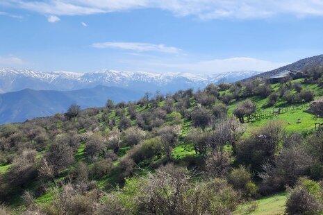 خانه ویلایی جنگلی تکخواب در سواکوه