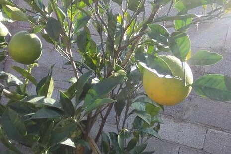 ویلا تکخواب گیل مرد در رشت