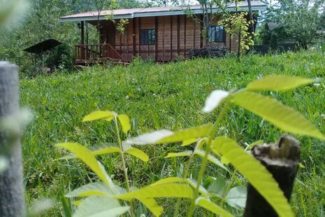 کلبه جنگلی 1 شیروان در ماسال