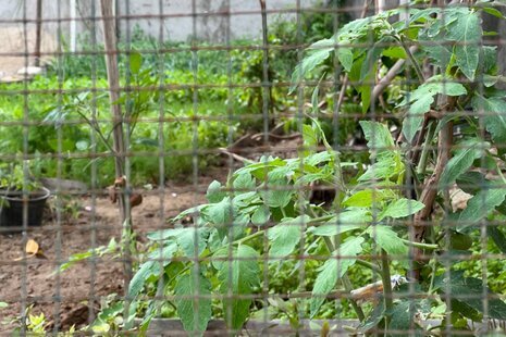 ویلا مبله تکخواب باغ ویلا دفاری در قشم