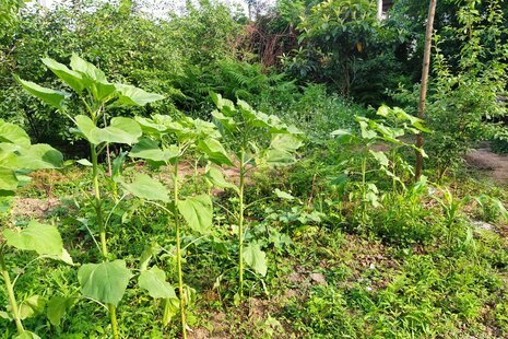 خانه ویلایی دو خواب مبله در ماسال