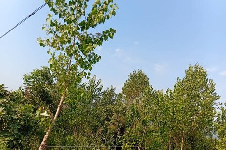 ویلا مبله دو خواب در تالش