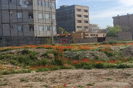سوئیت مبله 25 متری 2 در جلفا