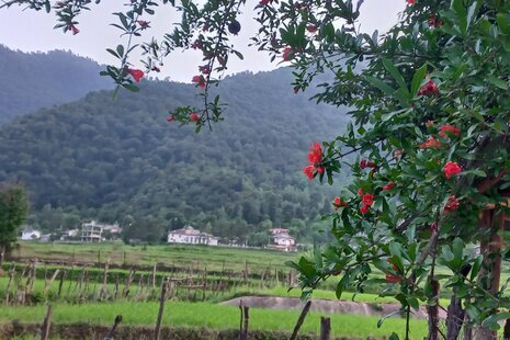 ویلا تکخواب مبله شمعدونی در ماسال