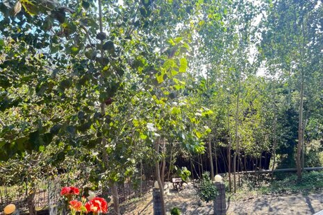 کلبه سوئیسی دوبلکس پناه در شیرگاه