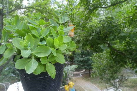 آپارتمان تکخواب 1 باغ بهشت در سوادکوه