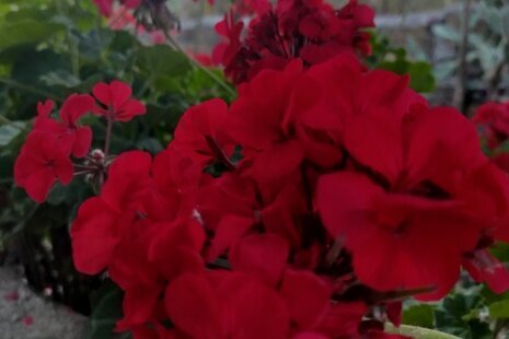 واحد تکخواب در طبقه همکف ویلا آوا در گرگان