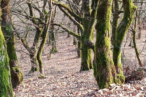 اتاق سه نفره (4)در اقامتگاه بومگردی رشت