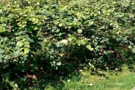 خانه ویلایی یک خواب در تالش