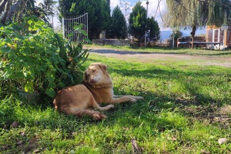 کلبه چوبی 9 متری طبقه اول در ماسال