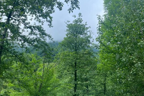 واحد مبله تکخواب طبقه همکف جنگلی سیاه مزگی در شفت