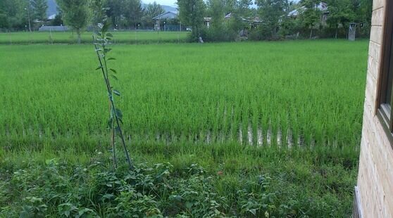 ویلای چوبی سورنا