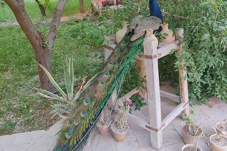 اتاق سه تخته (VIP) در اقامتگاه بومگردی مهریز