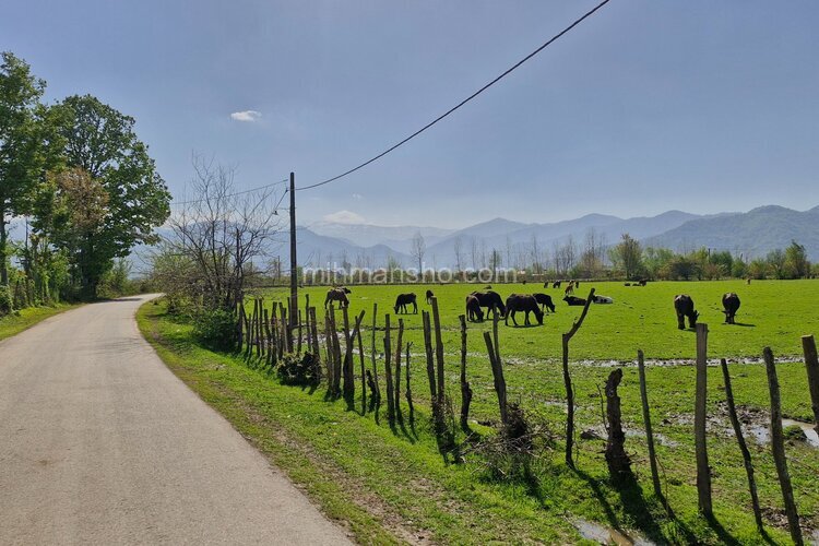 کلبه دوبلکس چوبی تکخواب فلاح در صومعه سرا