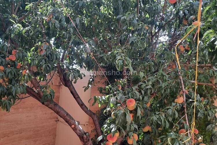 آپارتمان مبله دو خواب خوشه چین در سرعین