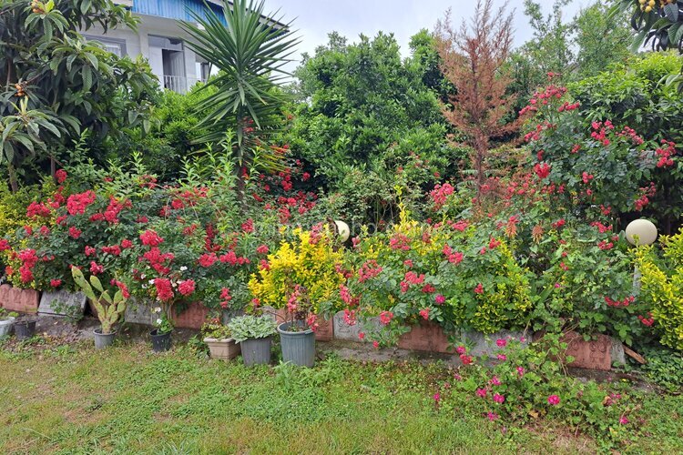 خانه ویلایی دو خواب  جنگلی مبله در نور