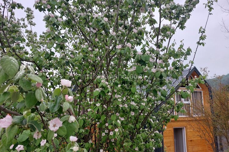 کلبه دوبلکس استخردار لمپا 2 در شیرگاه