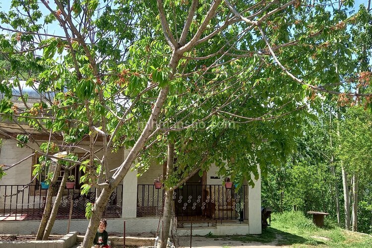 ویلا سنتی تکخواب جنگلی قرقاول در علی آباد