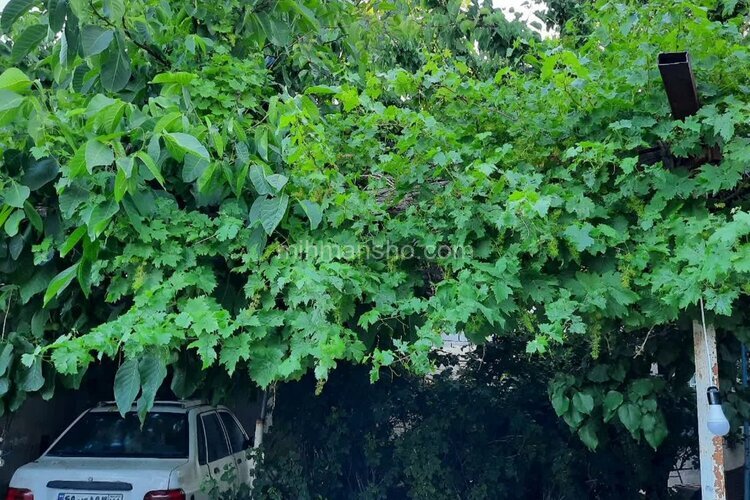 خانه ویلایی تک خواب شهریار در غار علیصدر