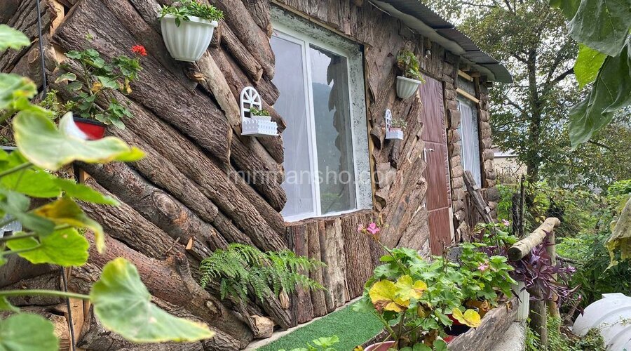 سوئیت جنگلی در لاویج